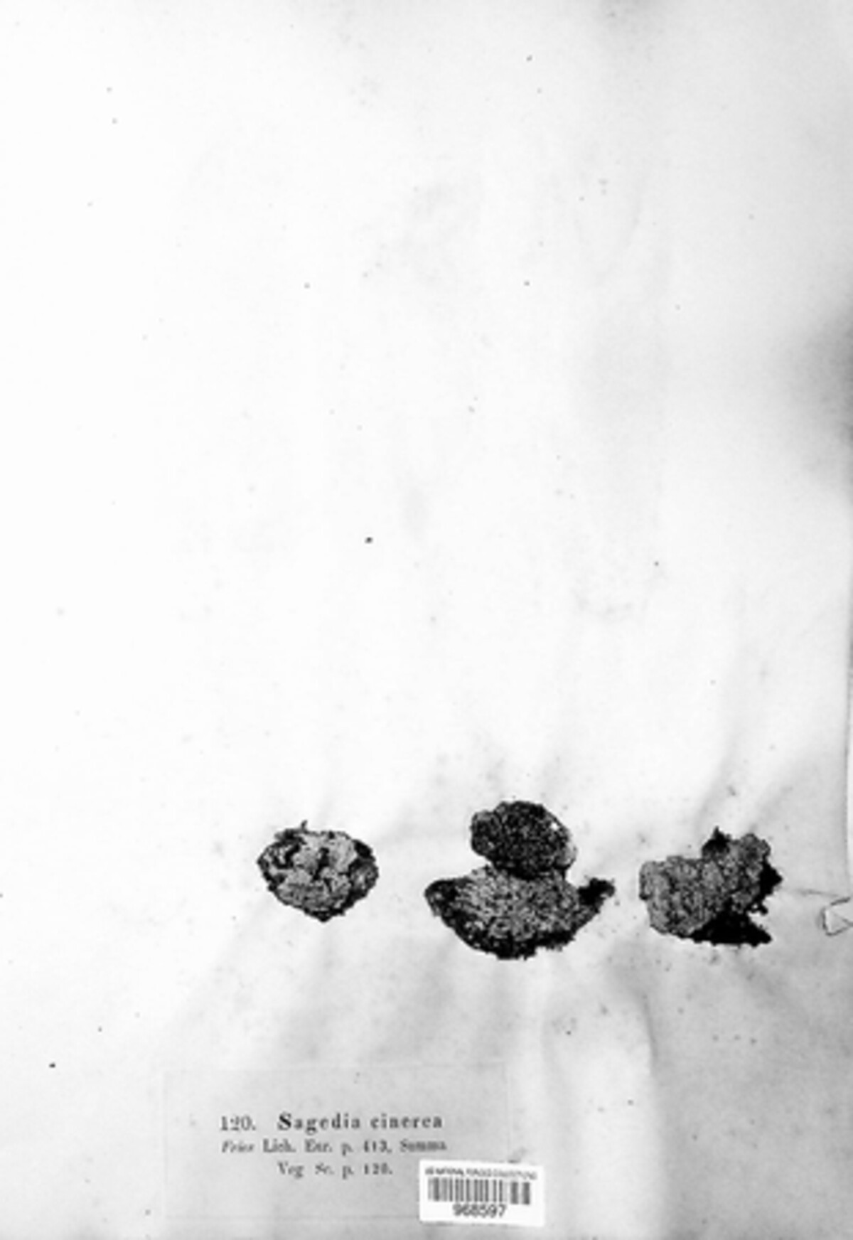 Strigulaceae image